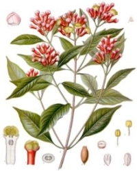 Clove